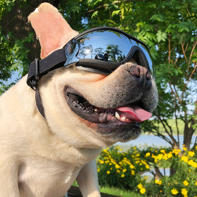 Pet Sunglasses Dog Windproof Glasses Accessories Goggles CITADEL